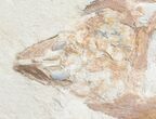Fossil Coccodus (Crusher Fish) - Hgula Lebanon #9477-2